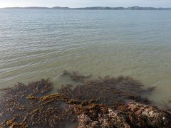 Sargassum sinclairii