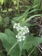 Parthenium hispidum