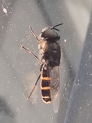 Odontomyia microleon