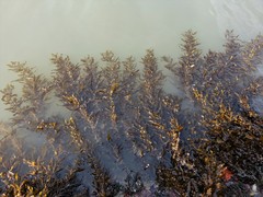 Sargassum sinclairii