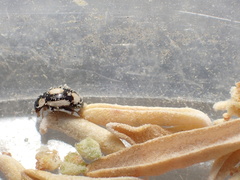 Hyperaspis fastidiosa