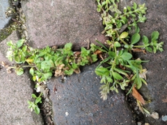 Polycarpon tetraphyllum