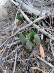 Tylecodon ventricosus