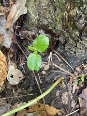 Hydrangea petiolaris