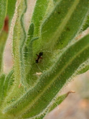 Tupiocoris californicus