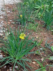 Bulbine frutescens