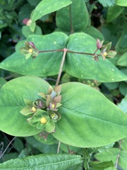 Angiospermae