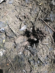 Odocoileus virginianus virginianus