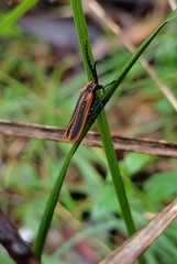 Trichalus ampliatus
