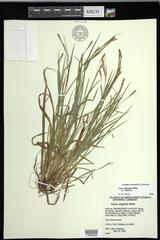 Carex digitalis digitalis