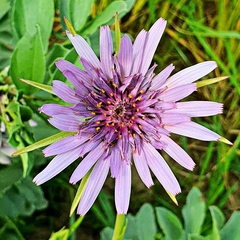 Tragopogon eriospermus