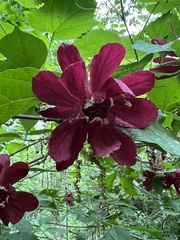 Calycanthus