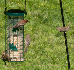 Haemorhous mexicanus