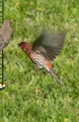 Haemorhous mexicanus