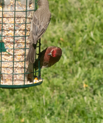 Haemorhous mexicanus