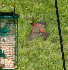 Haemorhous mexicanus