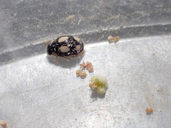 Hyperaspis fastidiosa