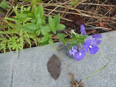 Achetaria azurea