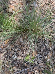 Eragrostis secundiflora