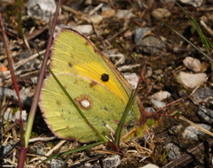 Colias croceus