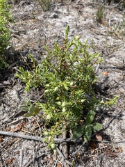 Juniperus navicularis