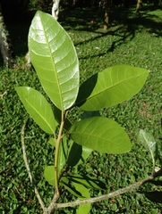 Pouteria lucuma