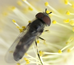 Platycheirus trichopus