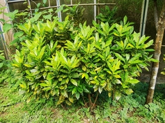 Codiaeum variegatum pictum