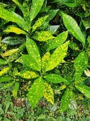 Codiaeum variegatum pictum