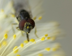 Platycheirus trichopus