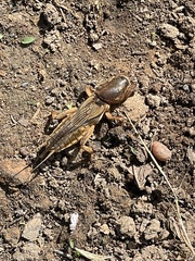 Gryllotalpa vineae