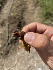 Gryllotalpa vineae