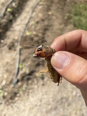 Gryllotalpa vineae