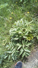 Angelica archangelica