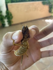 Gryllotalpa vineae