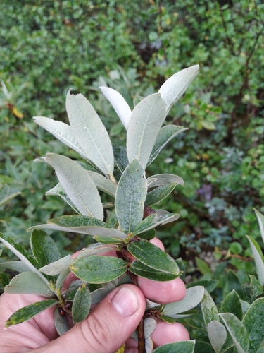 Grayleaf Willow
