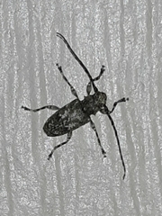Aegomorphus modestus