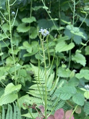 Alliaria petiolata