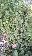 Glechoma hederacea