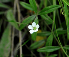 Moehringia lateriflora