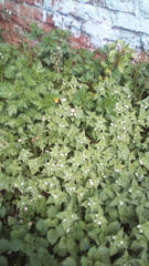 Lamium album