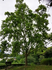 Magnolia × alba