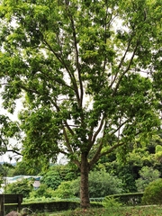 Magnolia × alba