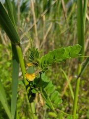 Vicia grandiflora