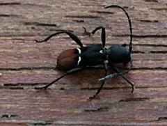 Epipedocera atritarsis djoui