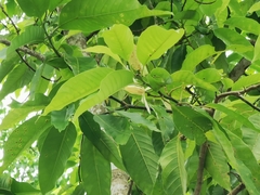 Magnolia × alba