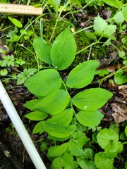 Polygonatum biflorum
