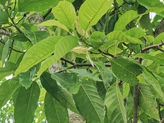 Magnolia × alba