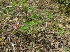 Trifolium grandiflorum