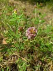 Trifolium grandiflorum